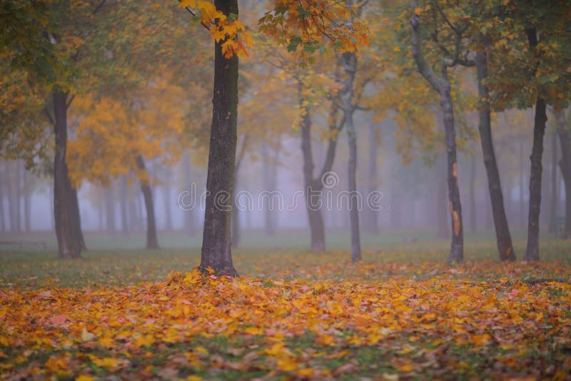 Beautiful autumn scenery in the forest