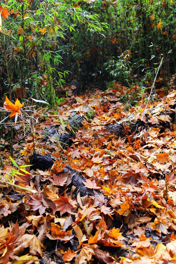 Beautiful autumn scenery in Hailuogou glaciers park