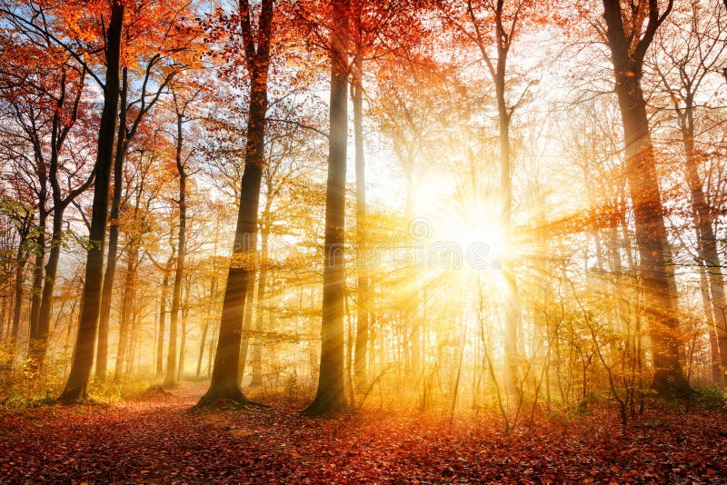Beautiful Autumn Sunlight In A Forest Stock Photo Image Of Scenic