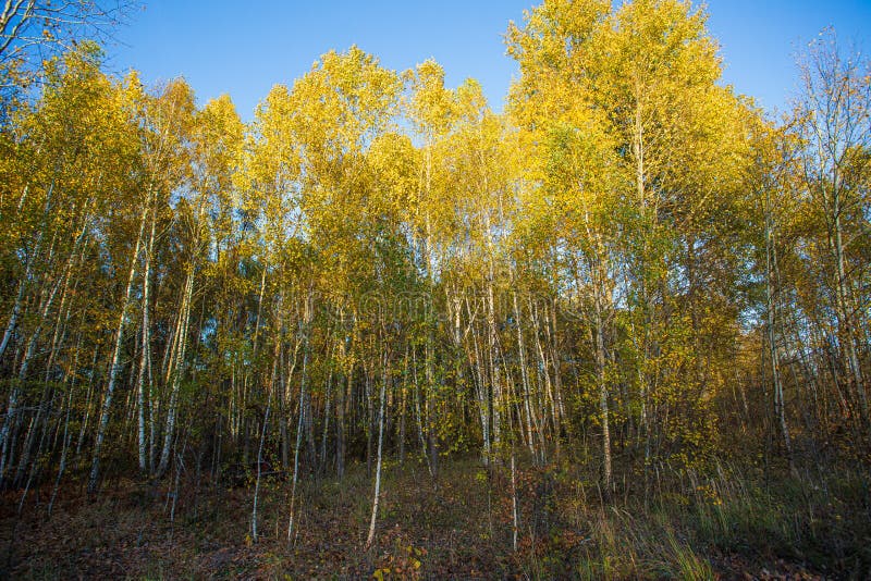 Beautiful autumn yellow trees and blue sky vivid colors nature plant and leaves fall. Forest. royalty free stock images Beautiful autumn yellow trees and blue sky vivid colors nature plant and leaves fall. Forest. royalty free stock images