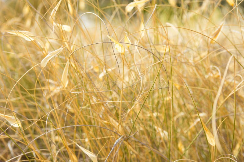 Beautiful Autumnal Background Wallpaper Meadow Field with Dry Tender Plants Flowers Grass Warm Earthy Tones Golden Glow. Cozy Fall royalty free stock image Beautiful Autumnal Background Wallpaper Meadow Field with Dry Tender Plants Flowers Grass Warm Earthy Tones Golden Glow. Cozy Fall royalty free stock image