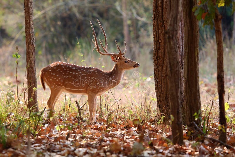 Beautiful axis deer in the nature habitat in India royalty free stock image Beautiful axis deer in the nature habitat in India royalty free stock image