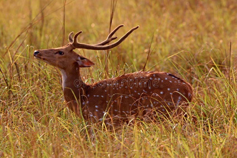 Spotted Deer alarm call for a Leopard 