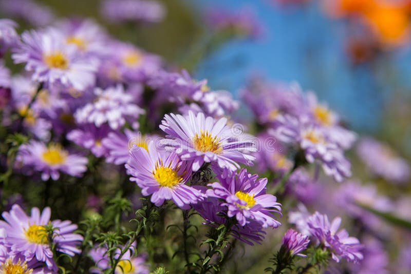 Beautiful Background of Autumn Flowers Bokeh,bokeh Background Colors ...