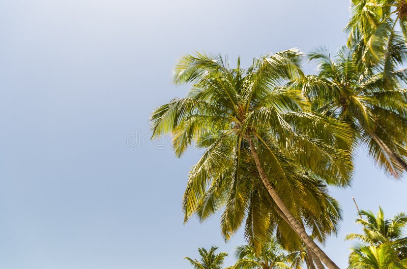 Beautiful background of coconut trees with sky-facing plan, great vacation concept