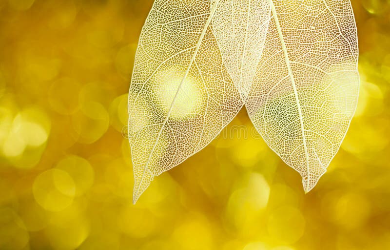 Beautiful background image of transparent leaves with beautiful texture on a golden shiny abstract background. royalty free stock photo