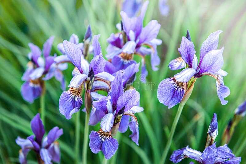 Beautiful Background of Many Blue Irises. Beautiful Delicate Irises