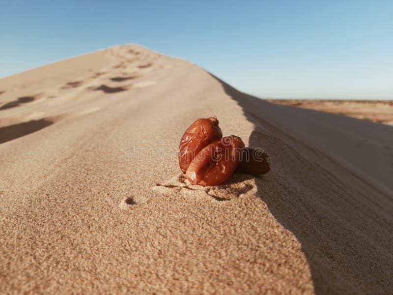 Beautiful background at tropical date fruit insahara desert