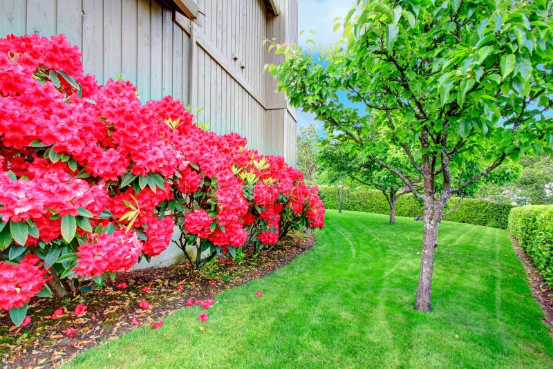 Beautiful Backyard Garden. Blooming Azales Stock Image - Image of design,  exterior: 39961103