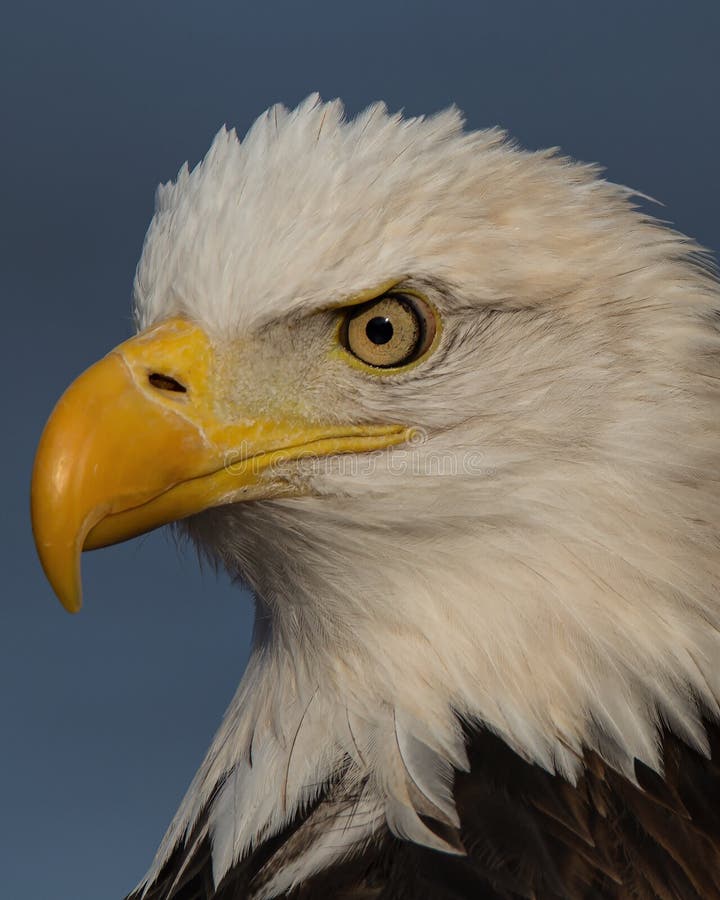Beautiful Bald Eagle Profile Stock Photo Image of conowingodam, beak
