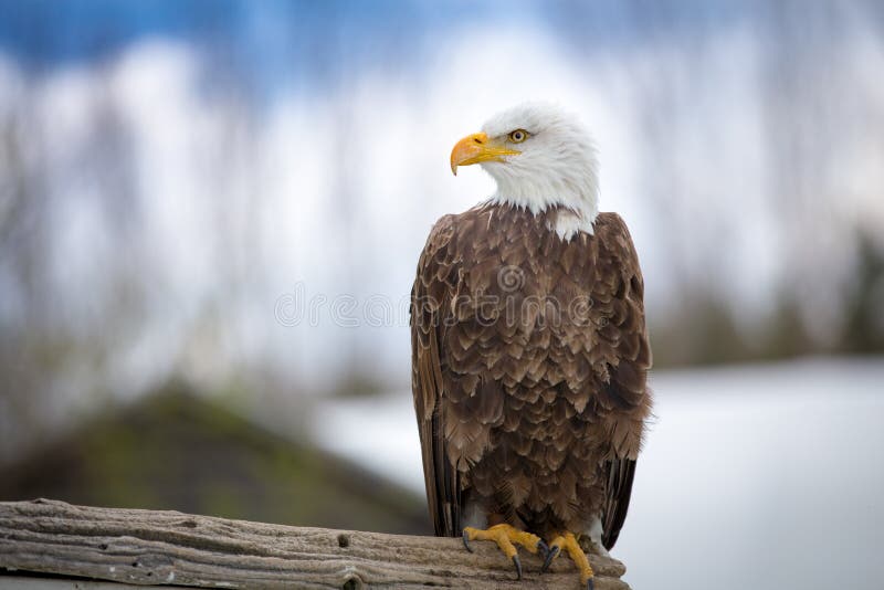 Tribal Indian Eagle Tattoo Stock Photos - Free & Royalty-Free Stock ...