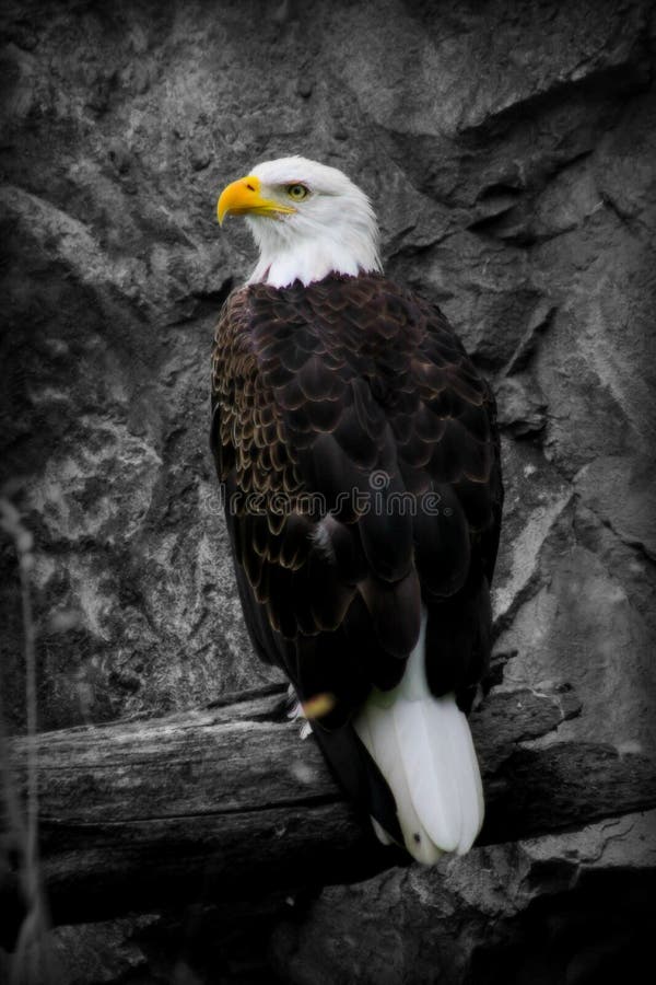 Symbol of America, the proud Bald Eagle. Symbol of America, the proud Bald Eagle.