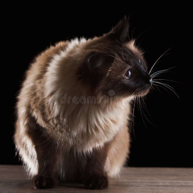 Beautiful balinese cat isolated on black stock images Beautiful balinese cat isolated on black stock images