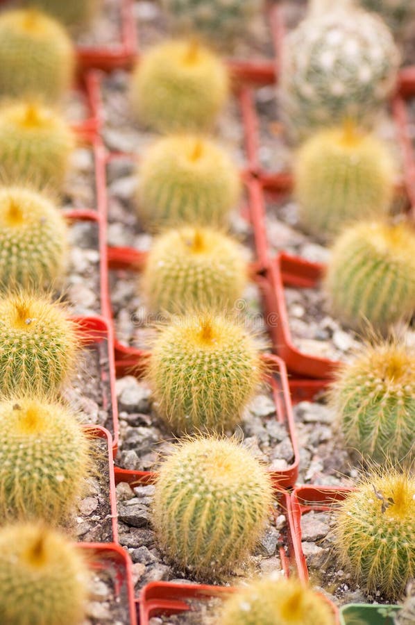 Beautiful ball cactus stock image. Image of botanical - 26833371