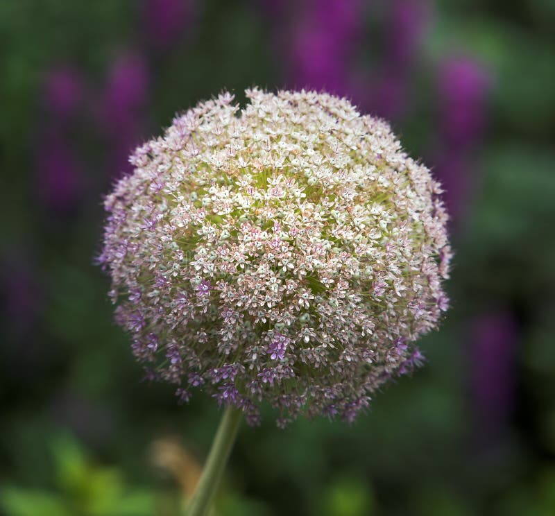 Beautiful ball flower