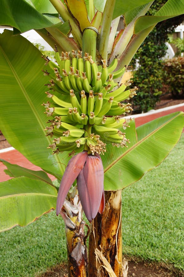 Banana shrub with bananas growing on them growing on the street in the Canary Islands