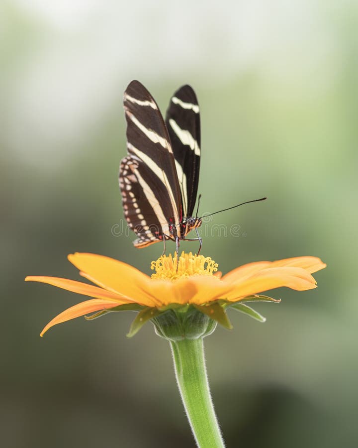 Beautiful Banded Orange butterfly Dryadula phaetusa on a flower in a summer garden.