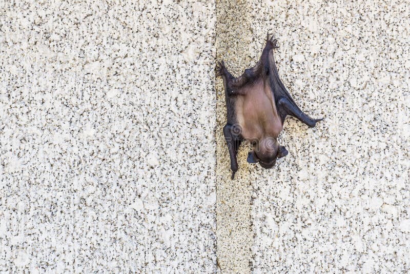 Beautiful Bat Attached To a Brick Wall Upside Down during Daylight