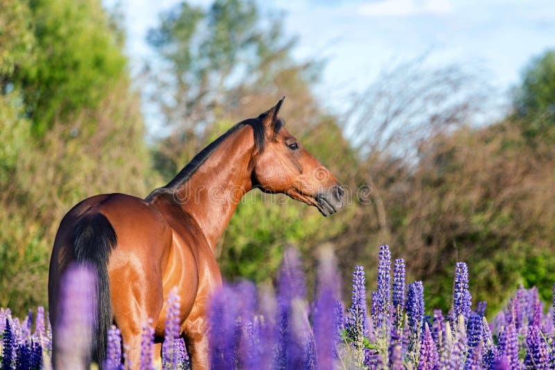 Arabian horse portrait on a flower meadow. royalty free stock photography Arabian horse portrait on a flower meadow. royalty free stock photography