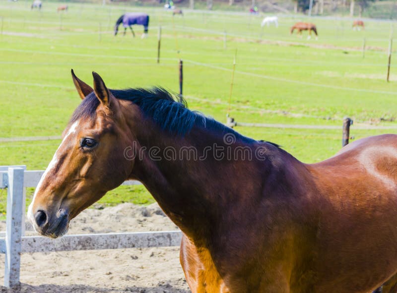 Beautiful Bay Horse on the Farm Field Stock Photo Image of grass