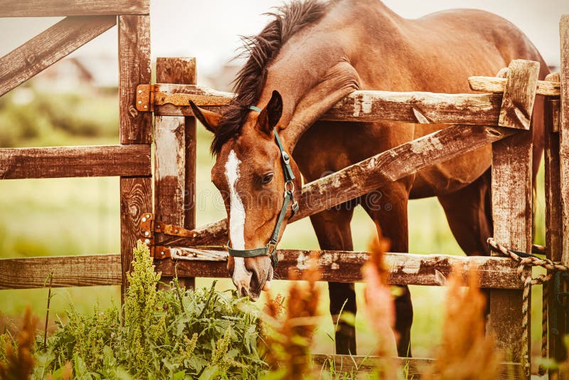 A beautiful bay horse leaned over the wooden gate of the paddock to eat green grass on the farm in the summer. Agricultural