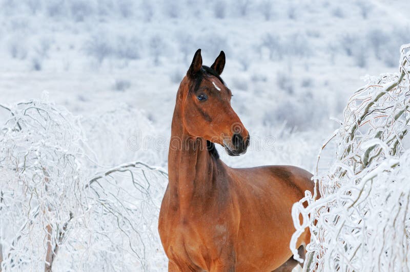 Beautiful bay horse in magic winter forest royalty free stock image