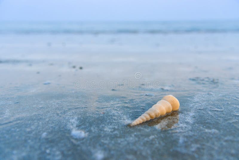 Beautiful beach and little wave with shell and white sand under