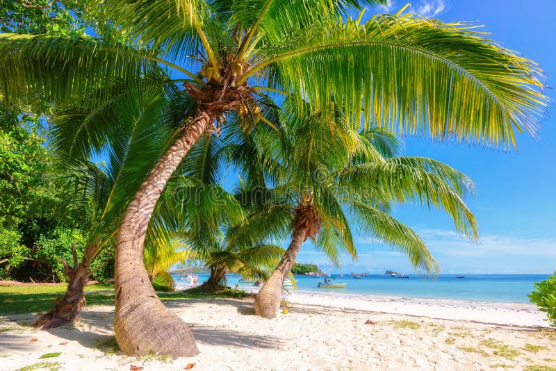 Beautiful beach with palm tree at Seychelles.