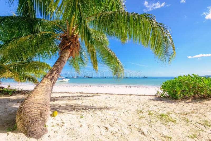 Beautiful beach with palm tree