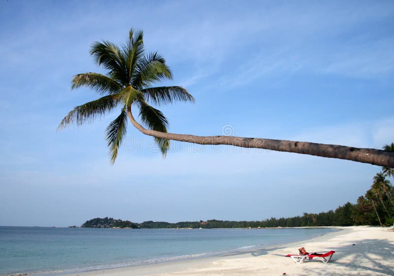 Beautiful beach with palm trees