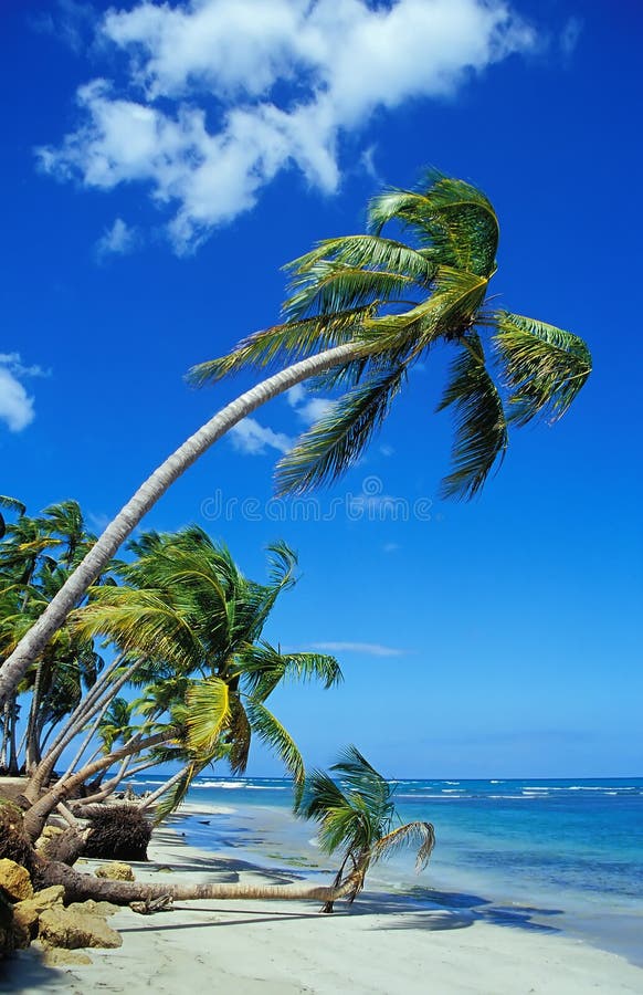 Beautiful Beach with Palm Trees