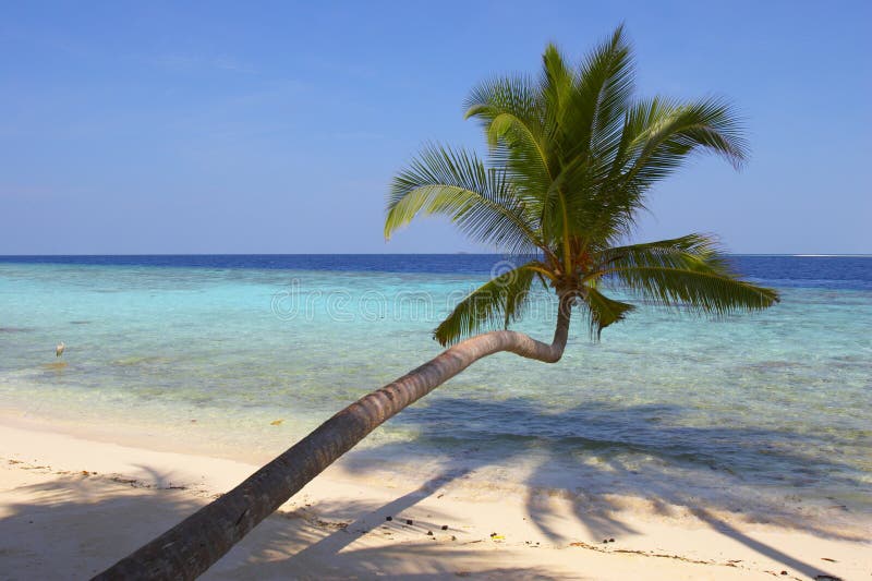 BEAUTIFUL BEACH WITH PALM TREES