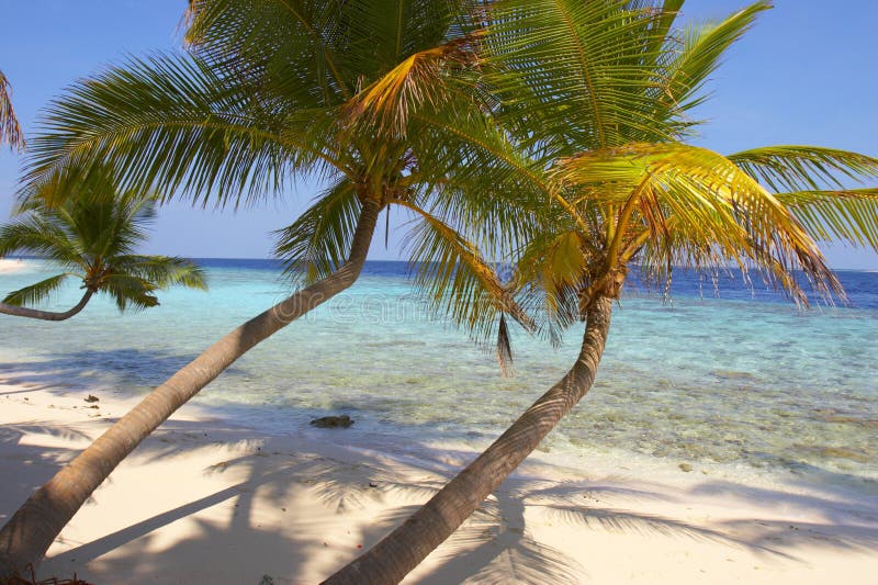 BEAUTIFUL BEACH WITH PALM TREES