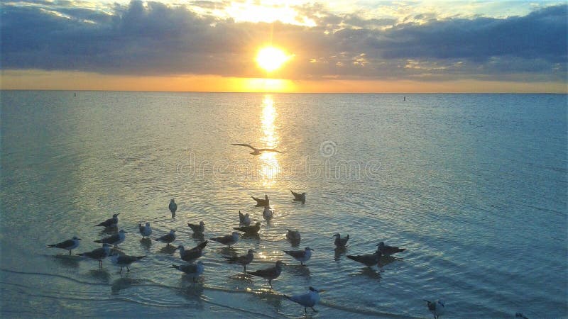 Beautiful beach shore sun set scene with seagulls gathering. Fred Howard Park, Florida