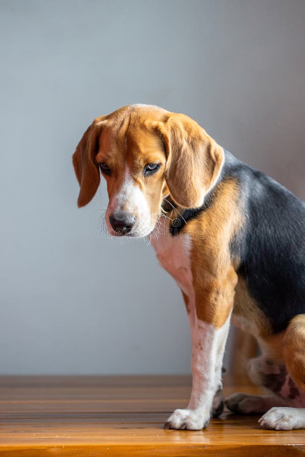 Beautiful Beagle Dog Isolated on White Stock Photo - Image of adorable ...