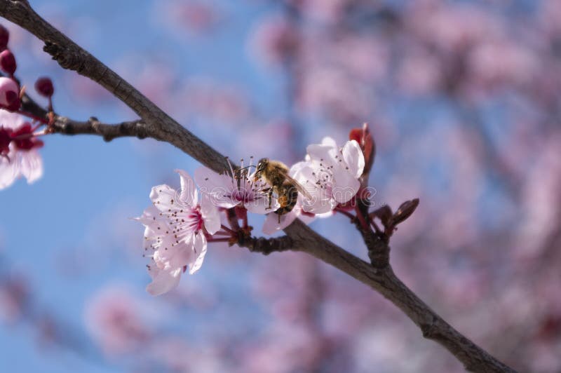 Beautiful bee pick honey from cherry flower , pink petals, season of blooming. Blue background. Branch stock image Beautiful bee pick honey from cherry flower , pink petals, season of blooming. Blue background. Branch stock image