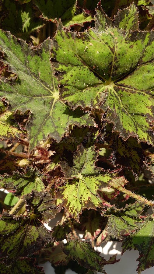 Beautiful Begonia Plant in the Sun Stock Photo Image of tree, produce