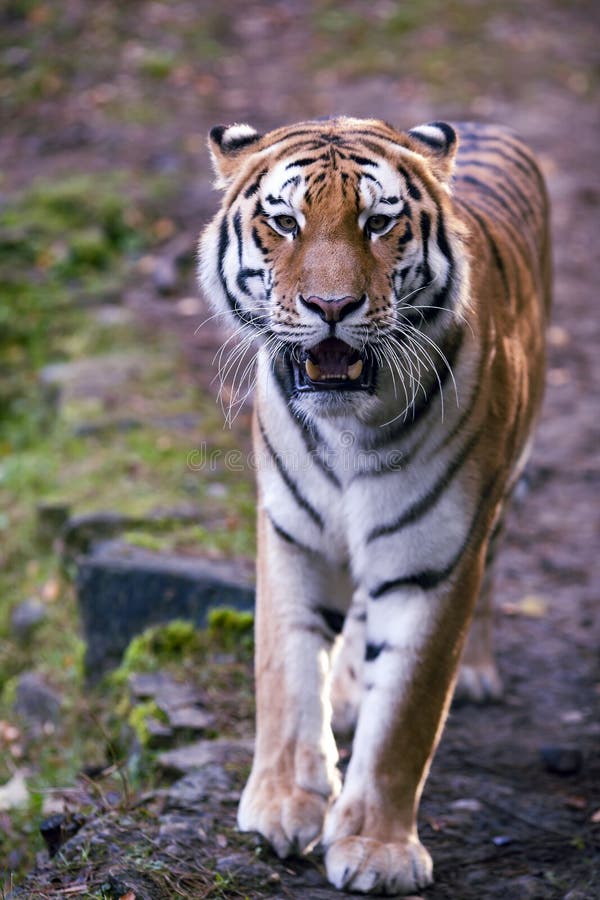 208 Royal Bengal Tiger Hunting Stock Photos - Free & Royalty-Free Stock ...