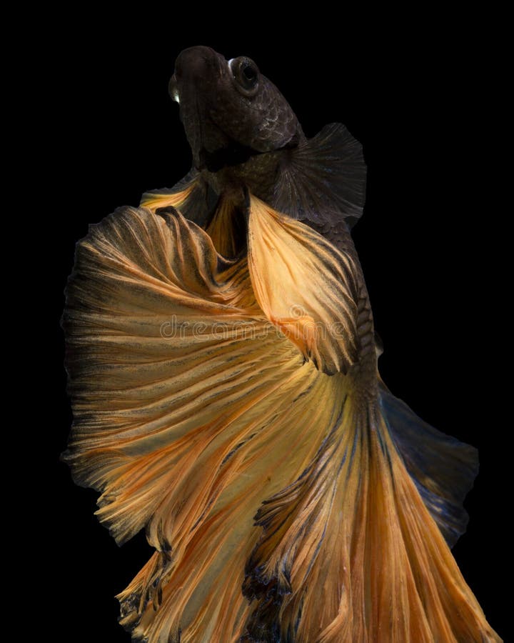 Beautiful Betta Fish from Thailand Stock Image - Image of dragon ...