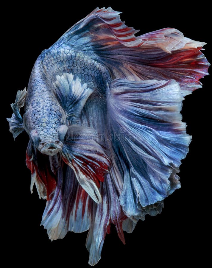 american fighter fish