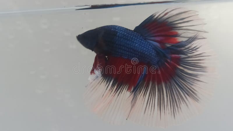 best fish with betta