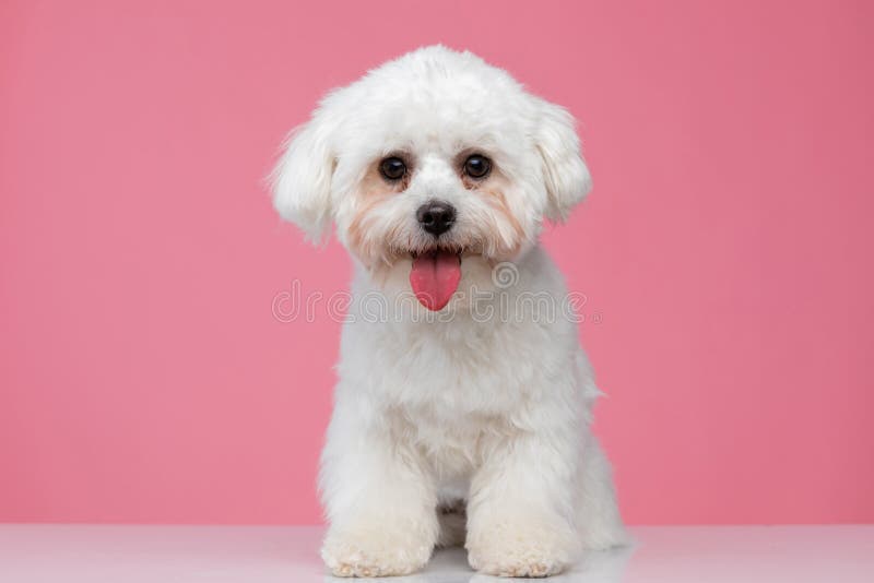 Beautiful bichon dog panting and sitting