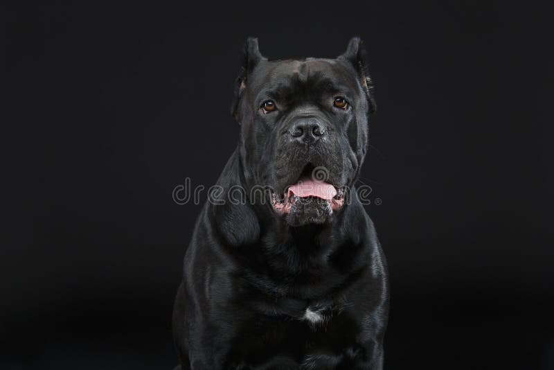 Beautiful cane corso dog royalty free stock photography Beautiful cane corso dog royalty free stock photography