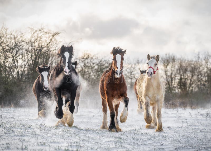 Beautiful big group of Irish Gypsy cob horses foals running wild snow on ground towards camera cold deep snowy winter field