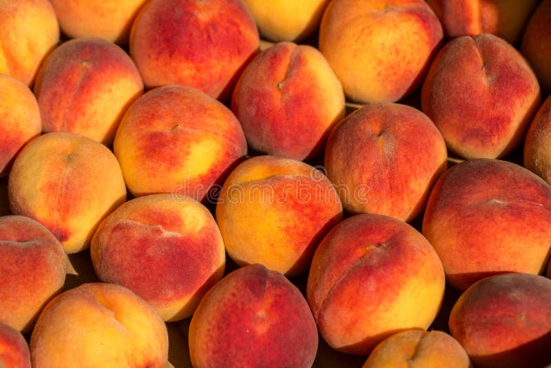 Beautiful Big Red Peaches in a Drawer Stock Photo Image of drawer