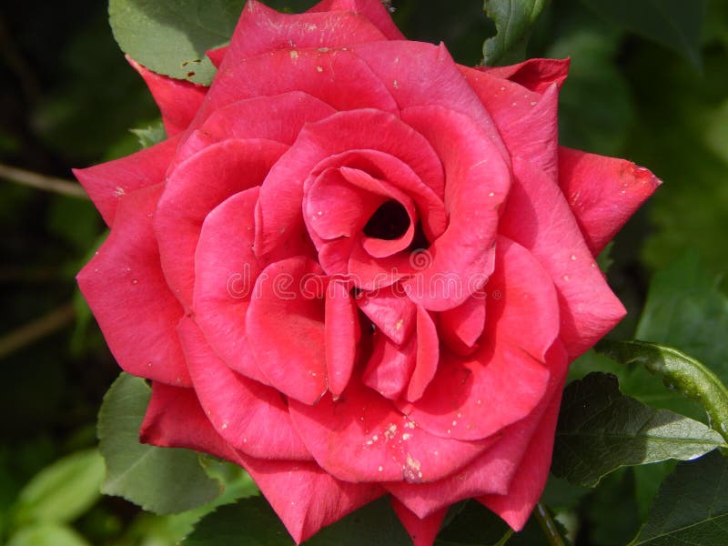 The beautiful big red rose stock photo. Image of garden - 121895274