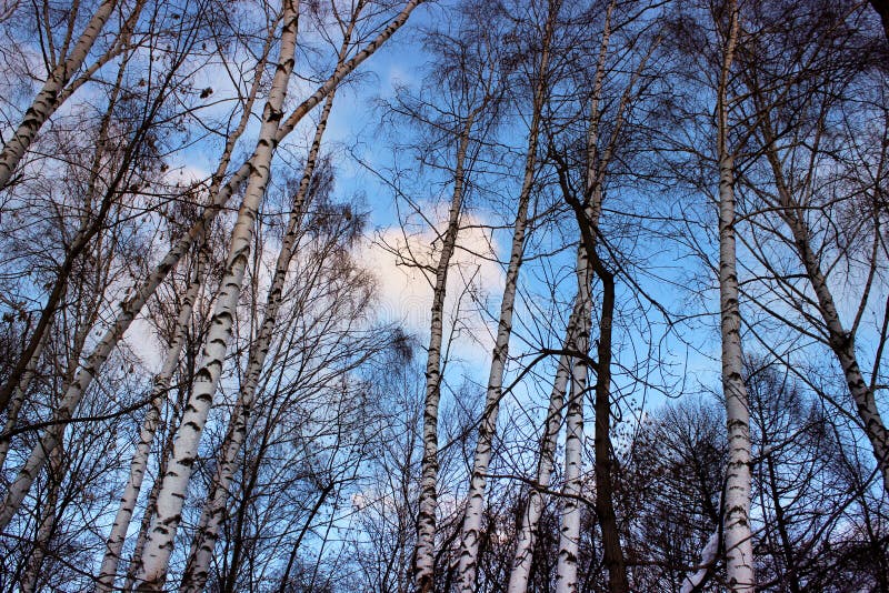 Beautiful Birch Trees at Night Against the Blue Starry Sky and Milky