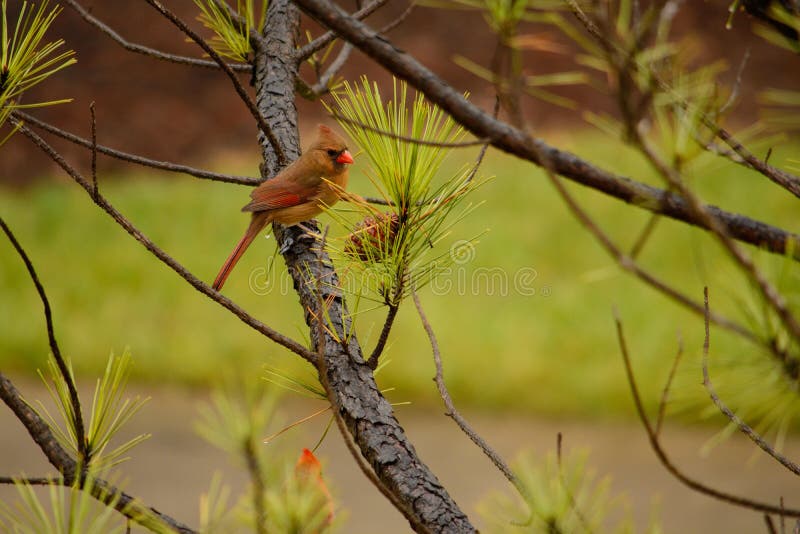 Beautiful bird Cardinal sitting on pine tree branch.