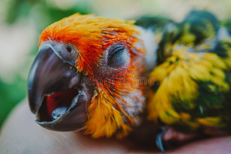 Closeup Sun Conure bird stock photography Closeup Sun Conure bird stock photography