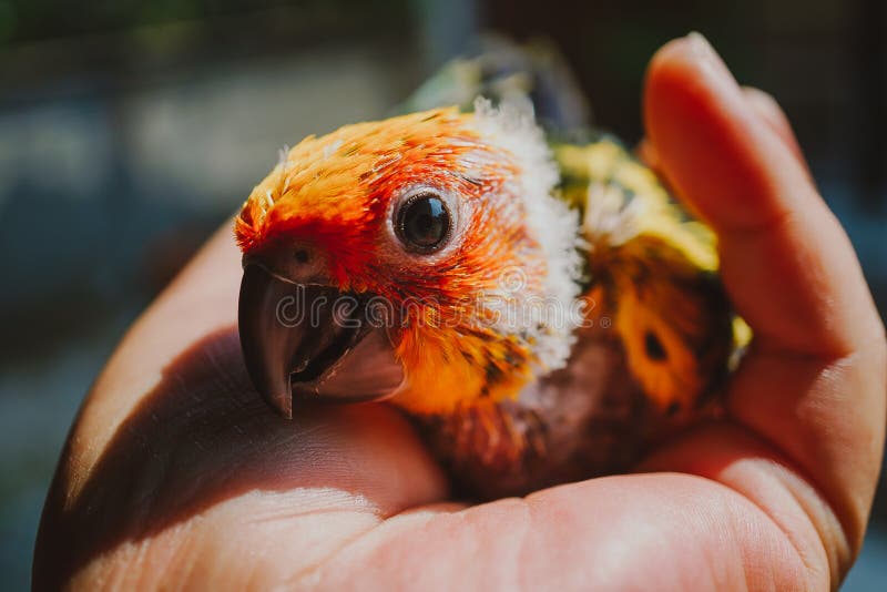 Closeup Sun Conure bird stock image Closeup Sun Conure bird stock image